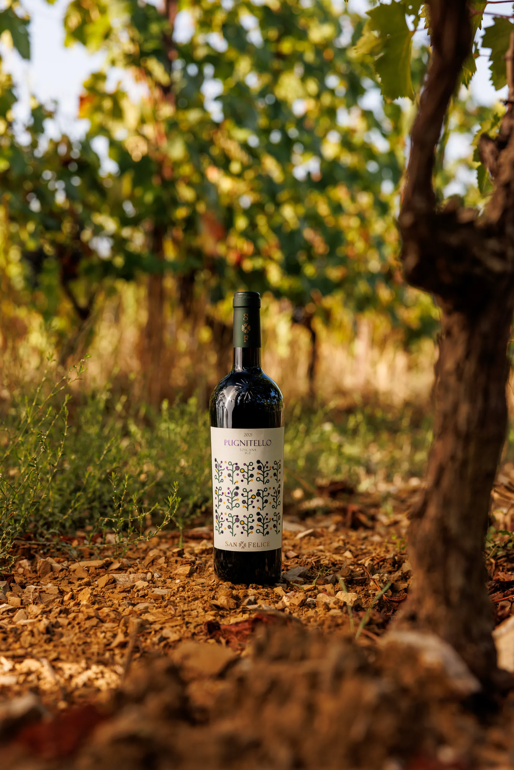 Bottle of red wine standing among fallen leaves at the foot of a vine