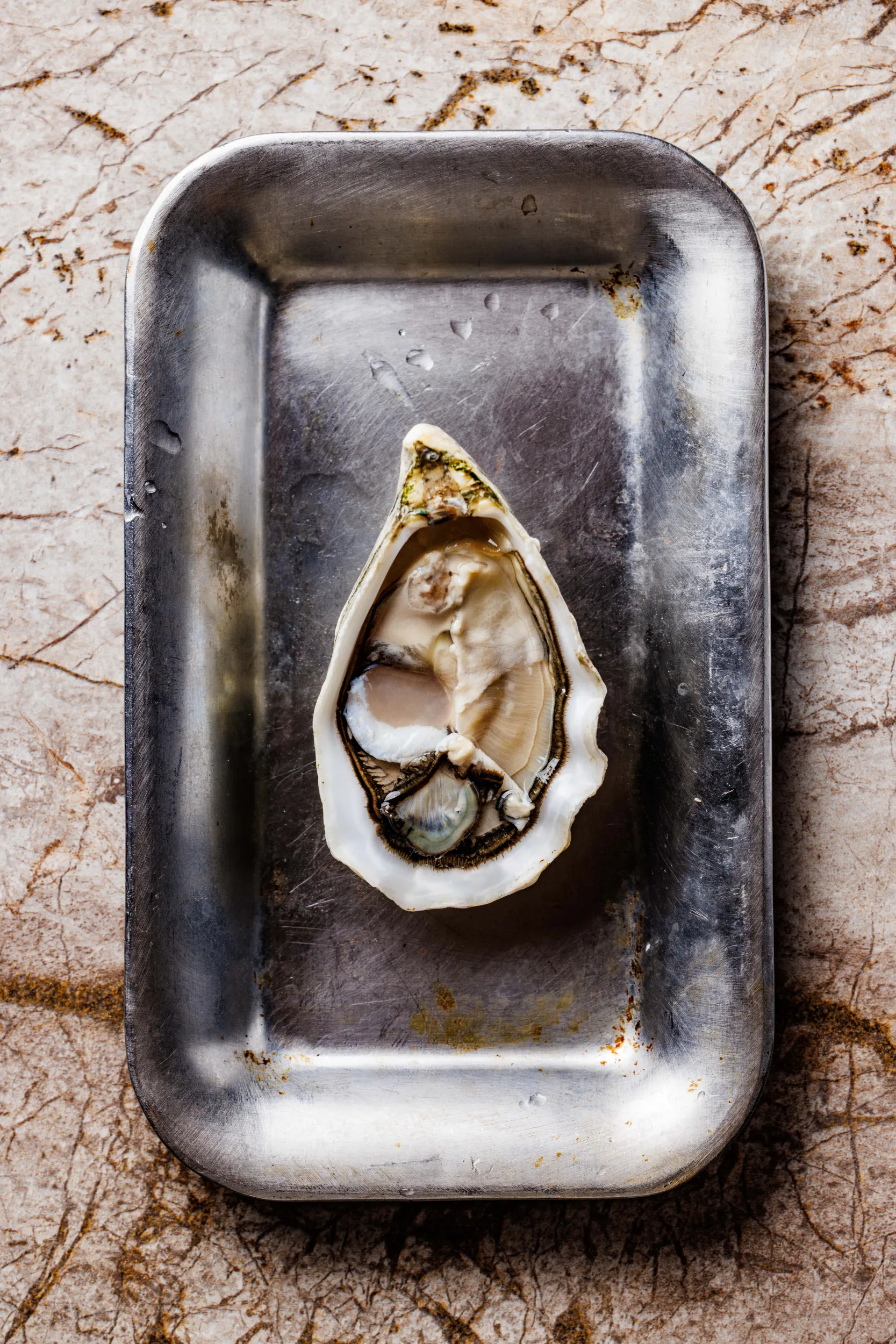 Fresh oyster on the half shell in a metal tray - Sintesi, Ariccia, Italy