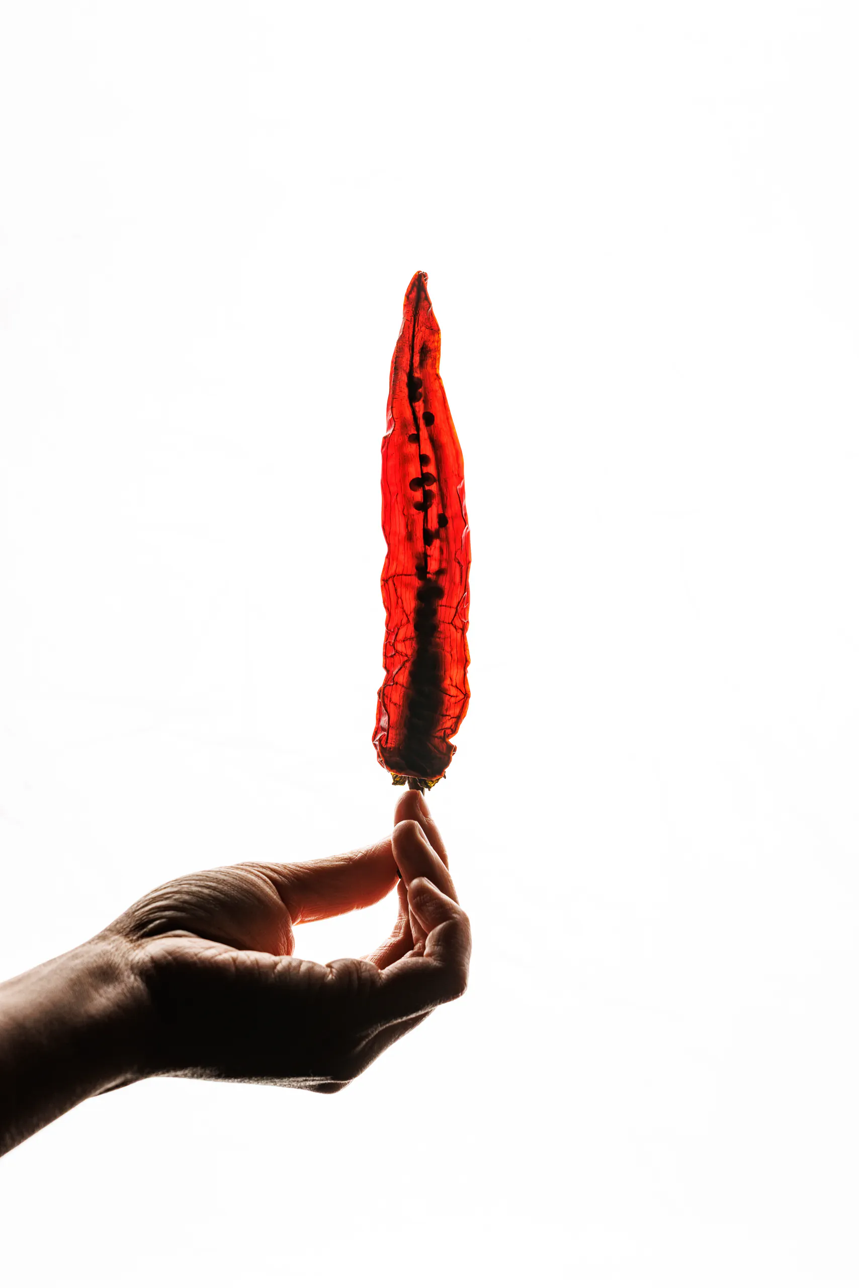 Hand holding a dried peperone crusco pepper - UNE, Capodacqua, Italy