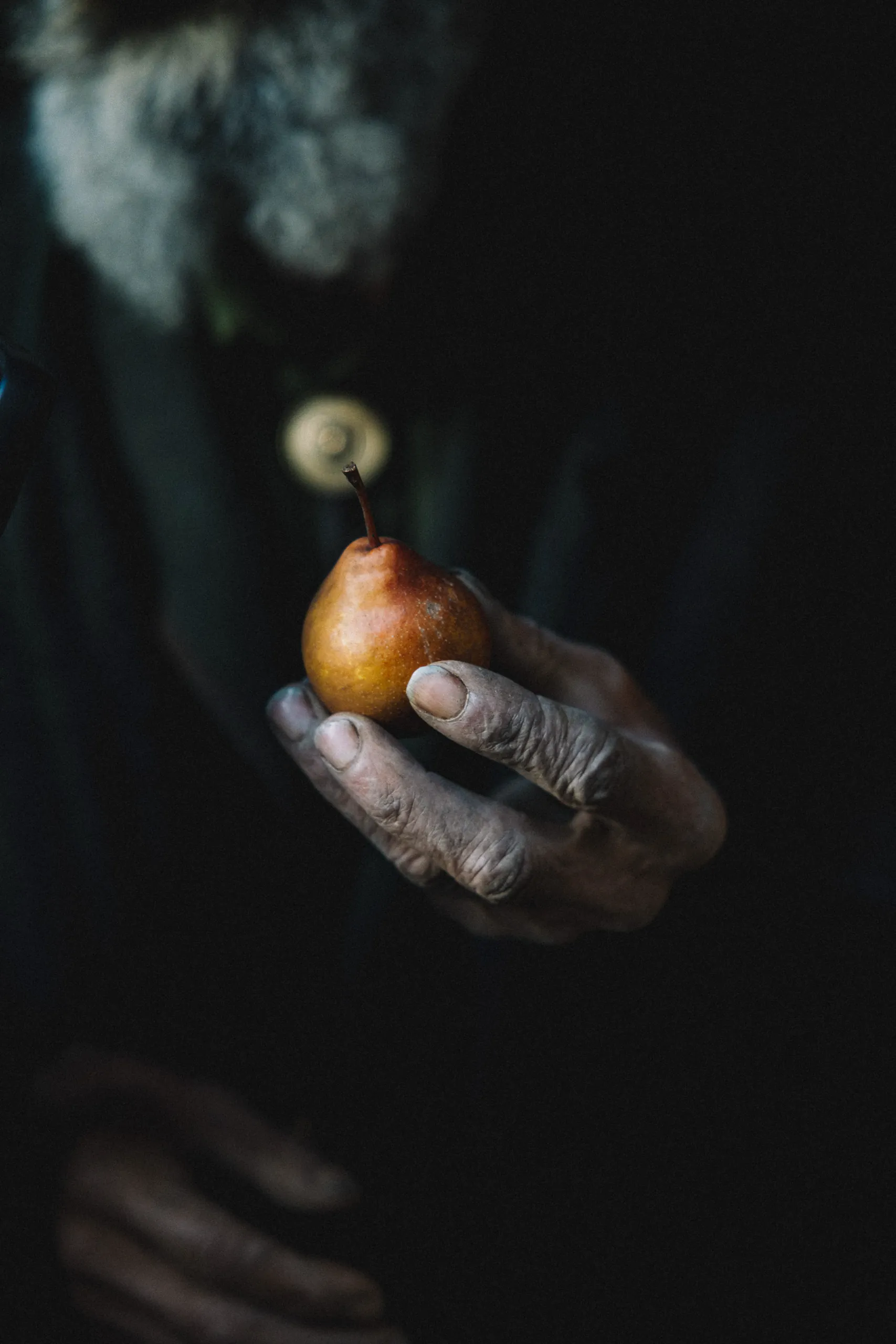 Hand holding an ancient variety of pear in dark light