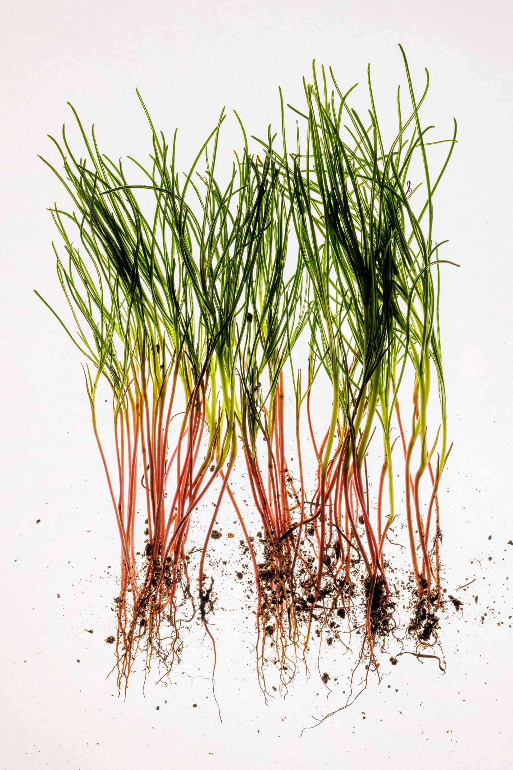 Fresh green herbs with roots and soil on white - UNE, Capodacqua, Italy