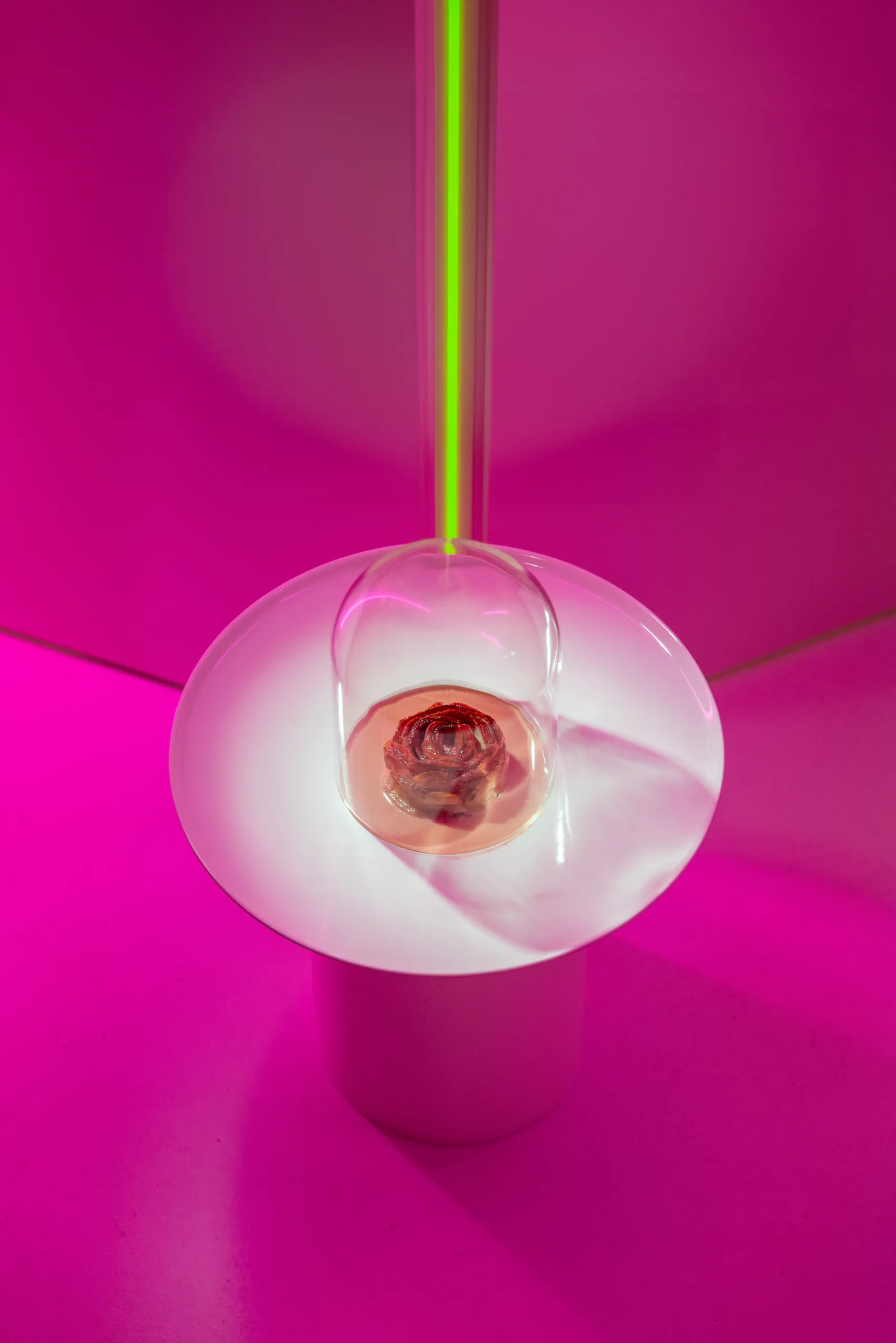 Dessert in a stemmed glass under pink lighting - Patrizia, Modena, Italy