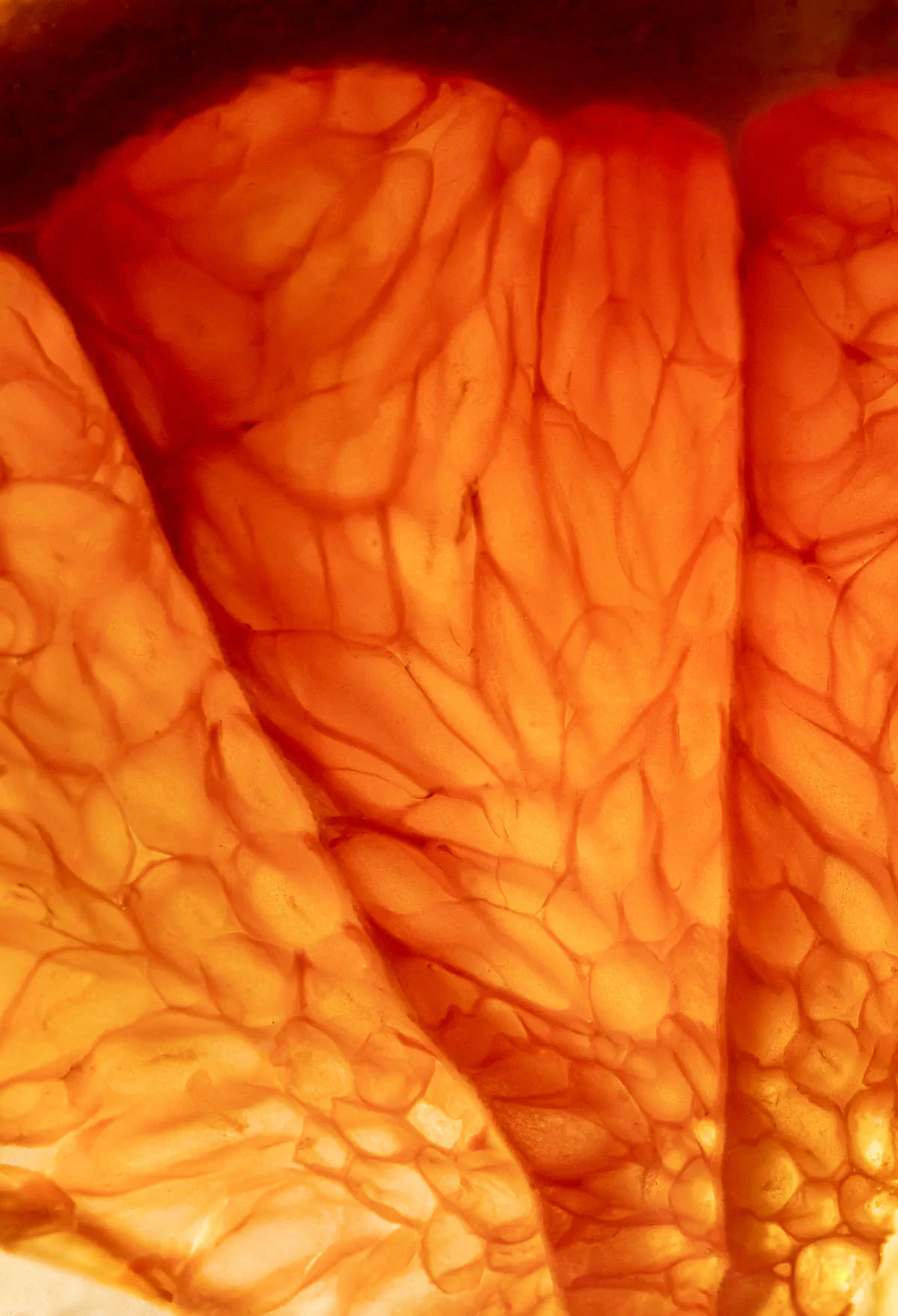 Abstract macro close-up of glowing orange translucent texture