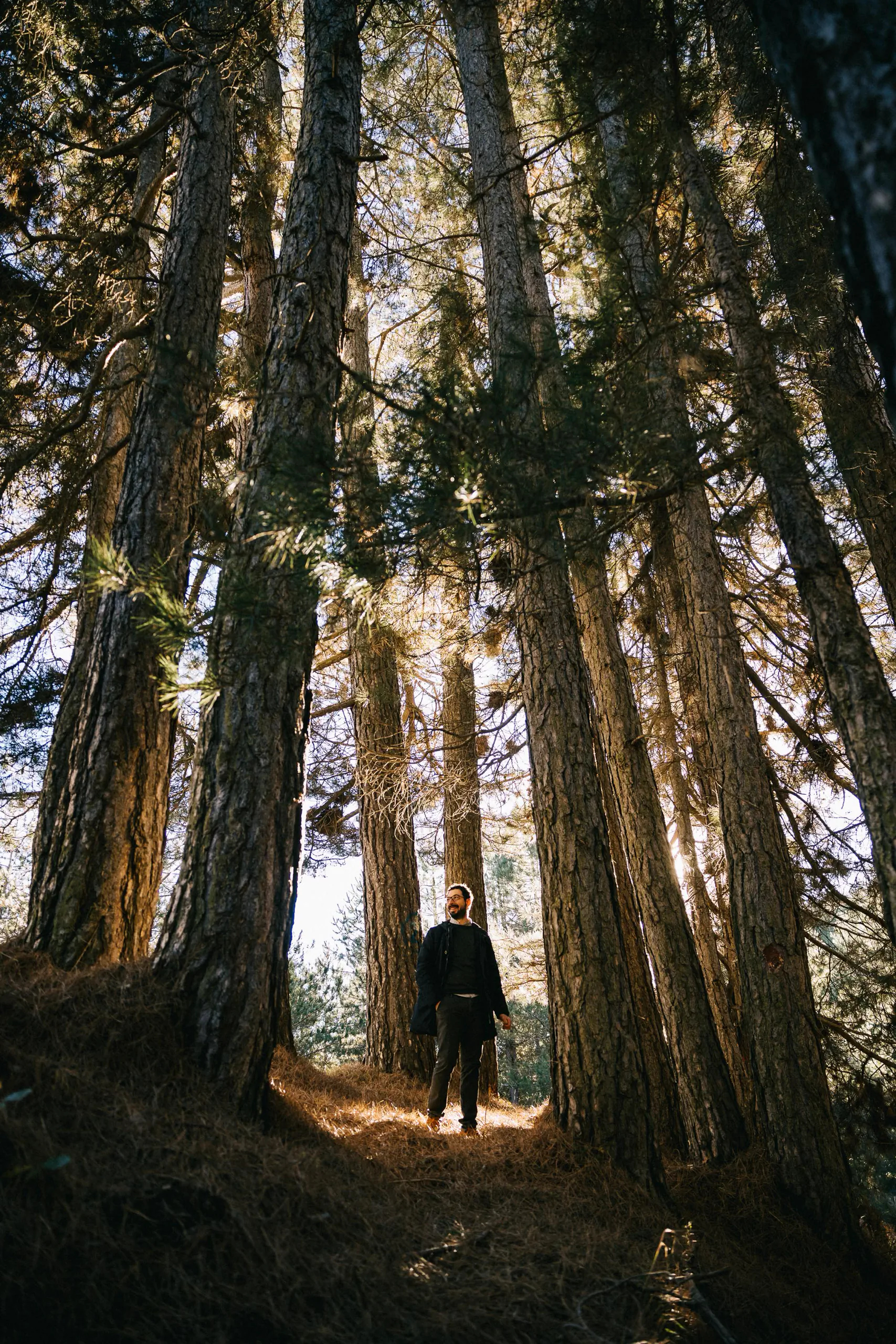 Person walking on a path through a tall forest