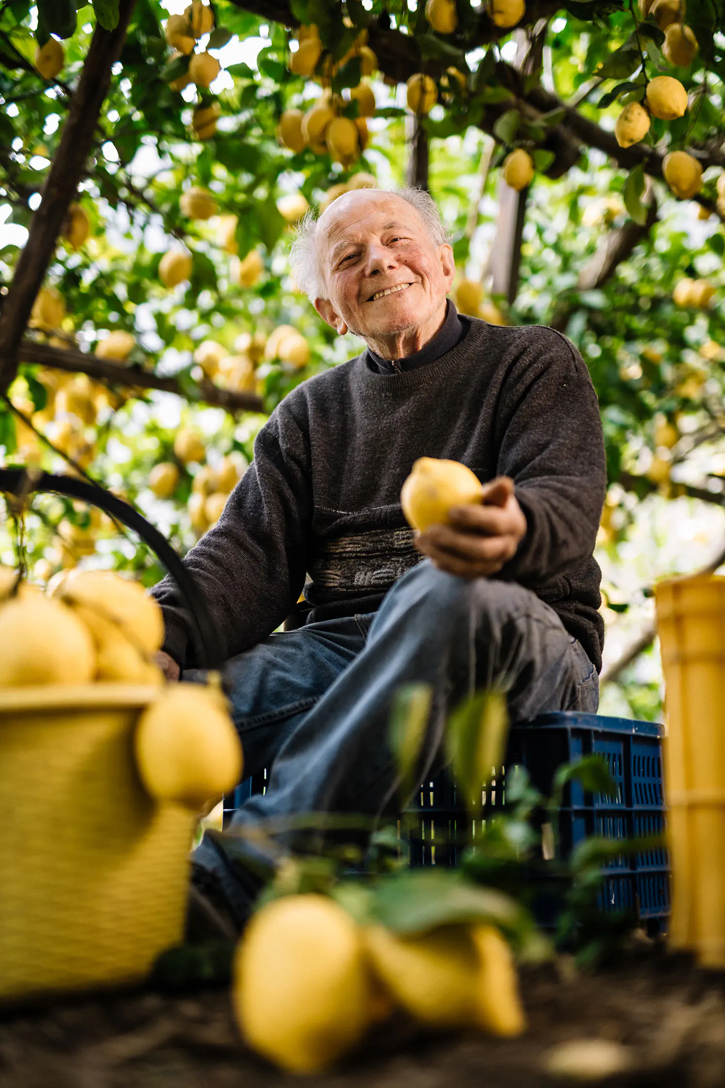 Older man seated among lemon trees holding lemons
