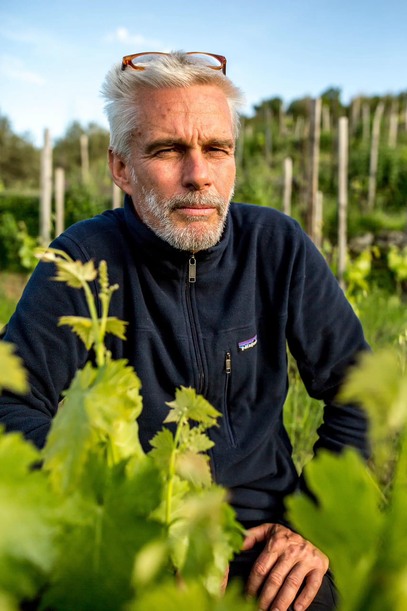 Older man standing among grapevines in a vineyard